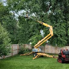 Best Hazardous Tree Removal  in Mills, WY