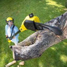 Lawn Maintenance Plans in Mills, WY