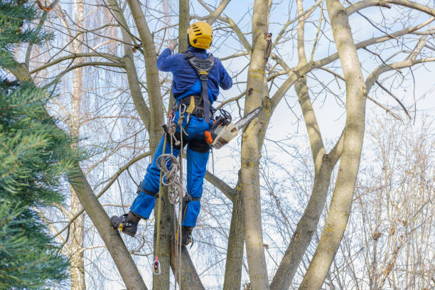 Best Hedge Trimming  in Mills, WY