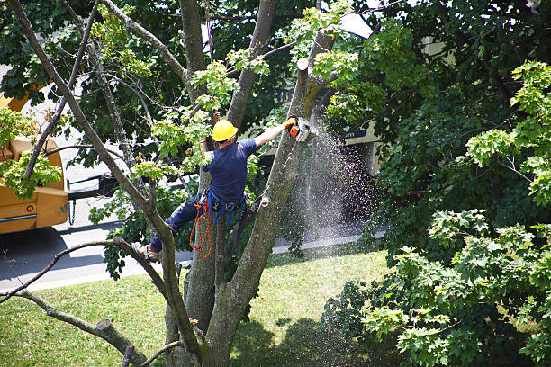 How Our Tree Care Process Works  in  Mills, WY