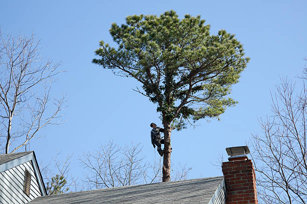 Mills, WY Tree Care Company