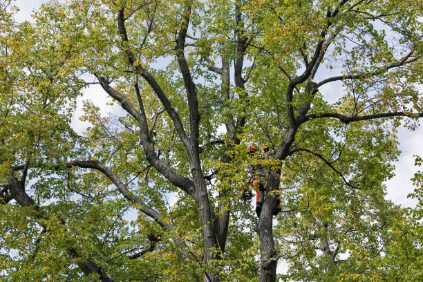 How Our Tree Care Process Works  in  Mills, WY